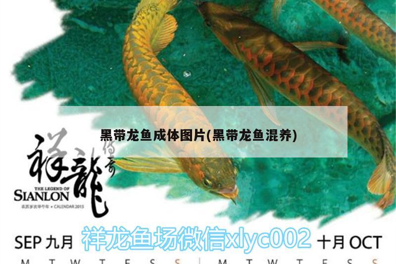 黑帶龍魚成體圖片(黑帶龍魚混養(yǎng)) 申古銀版魚