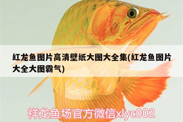 紅龍魚圖片高清壁紙大圖大全集(紅龍魚圖片大全大圖霸氣) 潛水艇魚