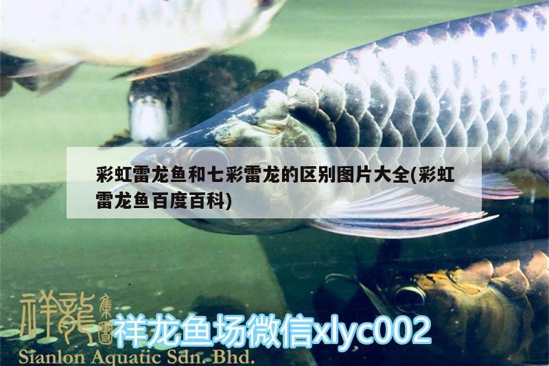 彩虹雷龍魚和七彩雷龍的區(qū)別圖片大全(彩虹雷龍魚百度百科) 圣菲埃及魚 第2張