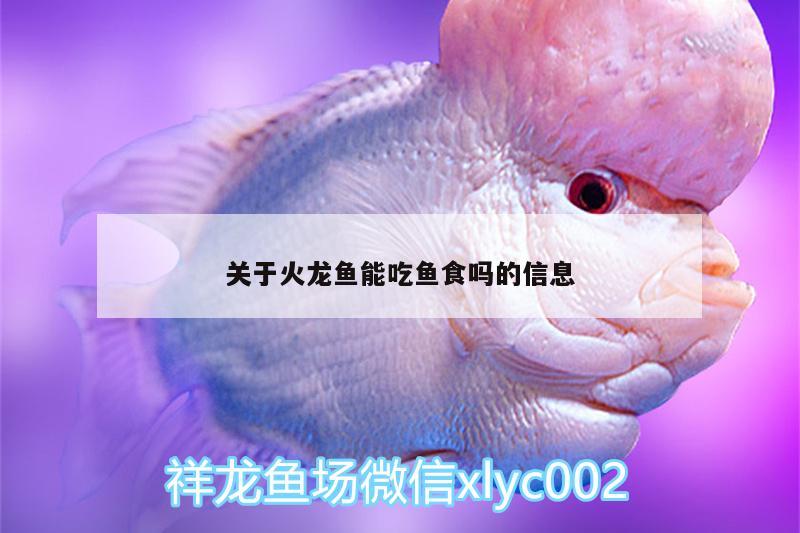 關(guān)于火龍魚能吃魚食嗎的信息 白條過背金龍魚