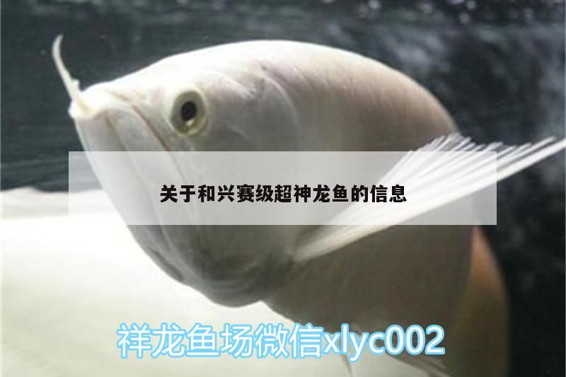 關(guān)于和興賽級(jí)超神龍魚(yú)的信息 三間鼠魚(yú)苗