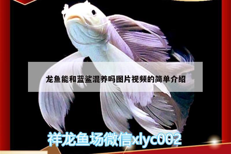 龍魚能和藍鯊混養(yǎng)嗎圖片視頻的簡單介紹 水族品牌