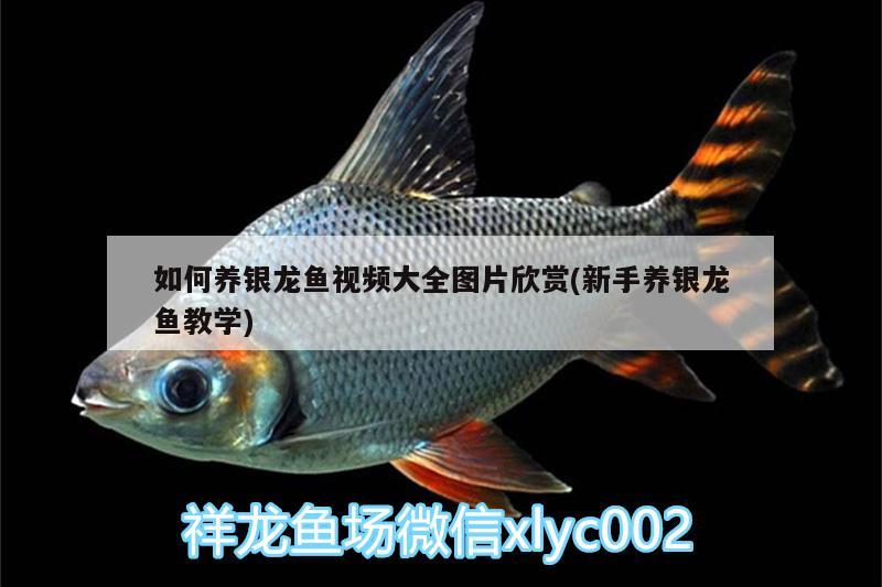 如何養(yǎng)銀龍魚視頻大全圖片欣賞(新手養(yǎng)銀龍魚教學(xué))