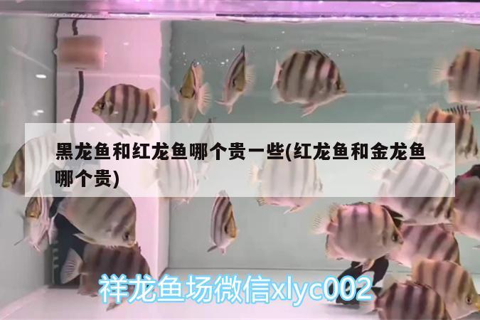 白子銀版魚