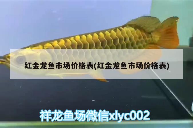 紅金龍魚市場價格表(紅金龍魚市場價格表)