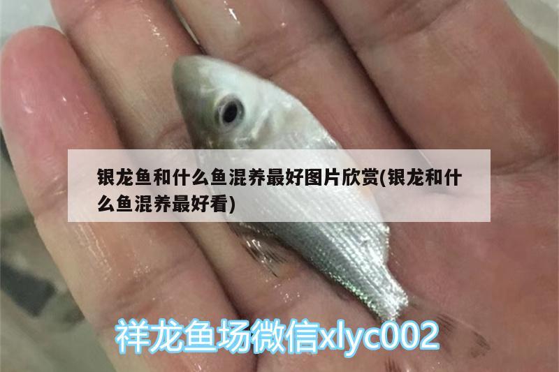 銀龍魚和什么魚混養(yǎng)最好圖片欣賞(銀龍和什么魚混養(yǎng)最好看)