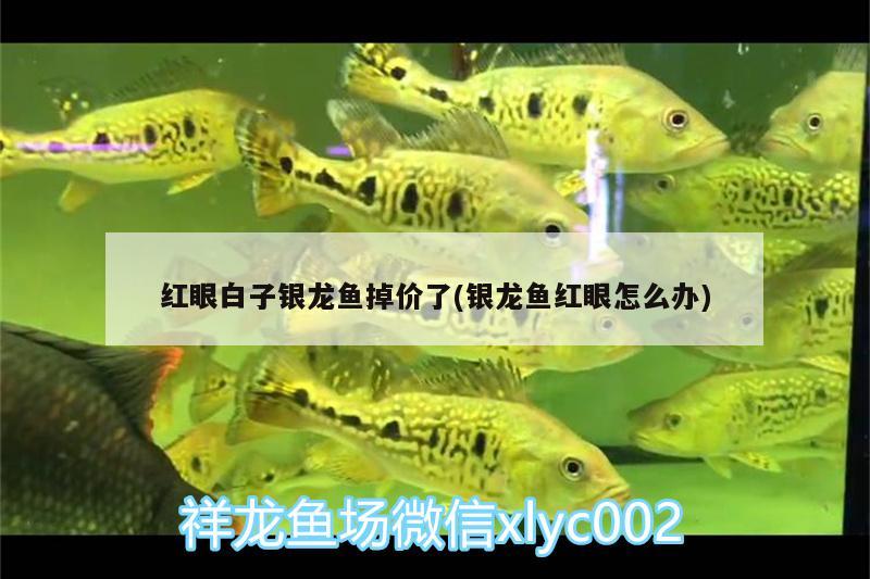 紅眼白子銀龍魚(yú)掉價(jià)了(銀龍魚(yú)紅眼怎么辦)