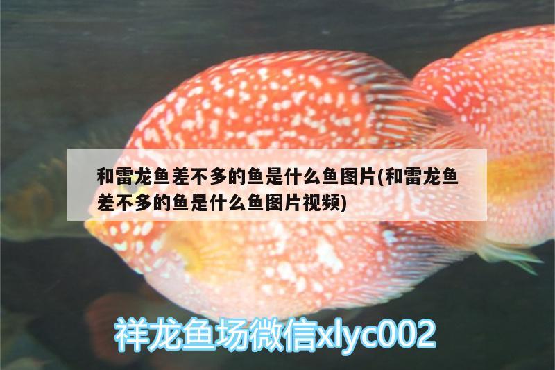 和雷龍魚差不多的魚是什么魚圖片(和雷龍魚差不多的魚是什么魚圖片視頻) 委內(nèi)瑞拉奧里諾三間魚苗