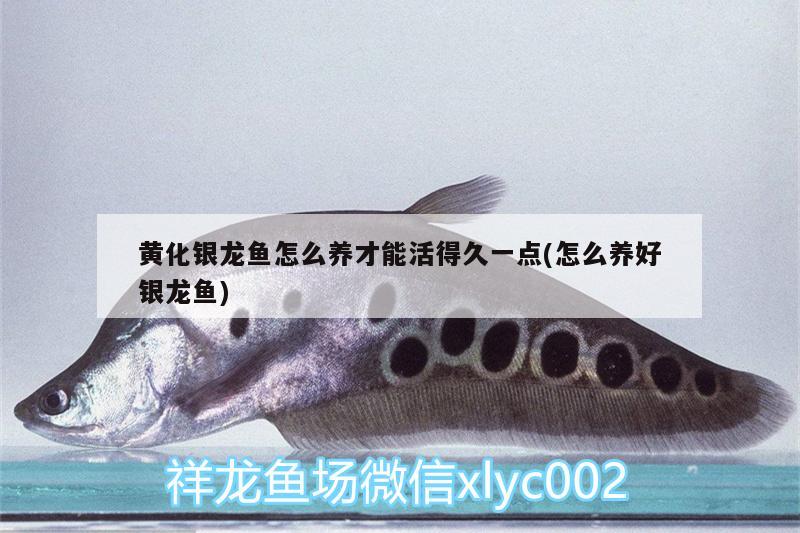 黃化銀龍魚怎么養(yǎng)才能活得久一點(diǎn)(怎么養(yǎng)好銀龍魚)