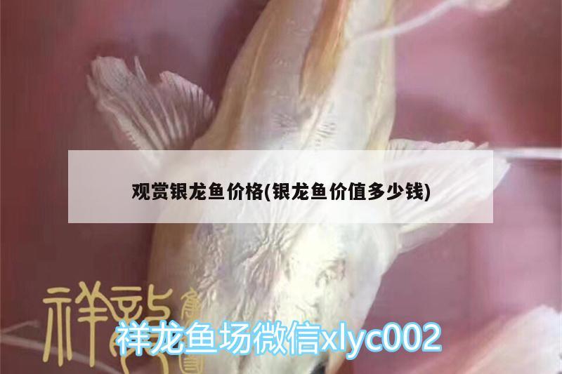 觀賞銀龍魚價格(銀龍魚價值多少錢) 銀龍魚