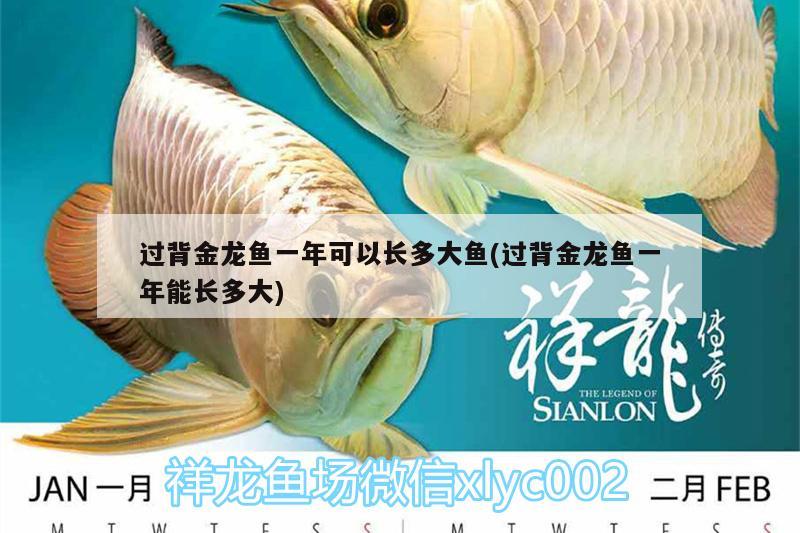 過背金龍魚一年可以長多大魚(過背金龍魚一年能長多大) 金龍魚百科