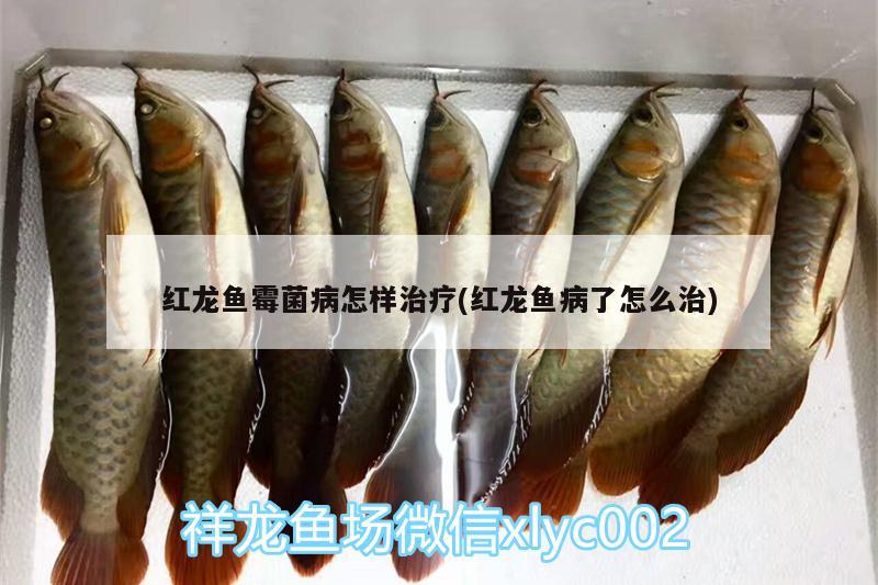 紅龍魚霉菌病怎樣治療(紅龍魚病了怎么治) 黑桃A魚苗