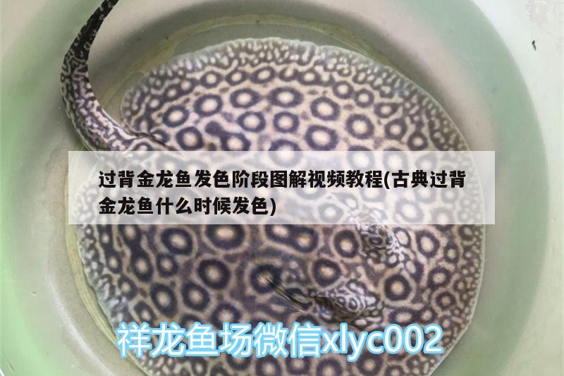 魚缸過濾器清理水垢視頻教學(xué)(魚缸過濾器怎樣清洗) 非洲象鼻魚 第2張