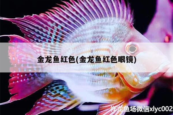 金龍魚紅色(金龍魚紅色眼鏡)