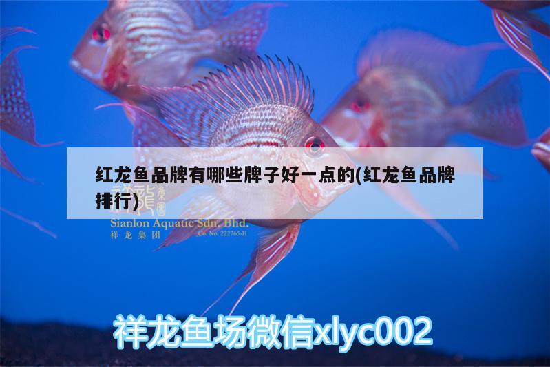 紅龍魚品牌有哪些牌子好一點的(紅龍魚品牌排行)