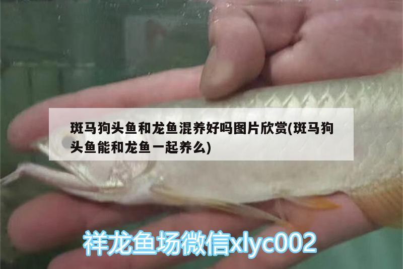 斑馬狗頭魚和龍魚混養(yǎng)好嗎圖片欣賞(斑馬狗頭魚能和龍魚一起養(yǎng)么) 斑馬狗頭魚