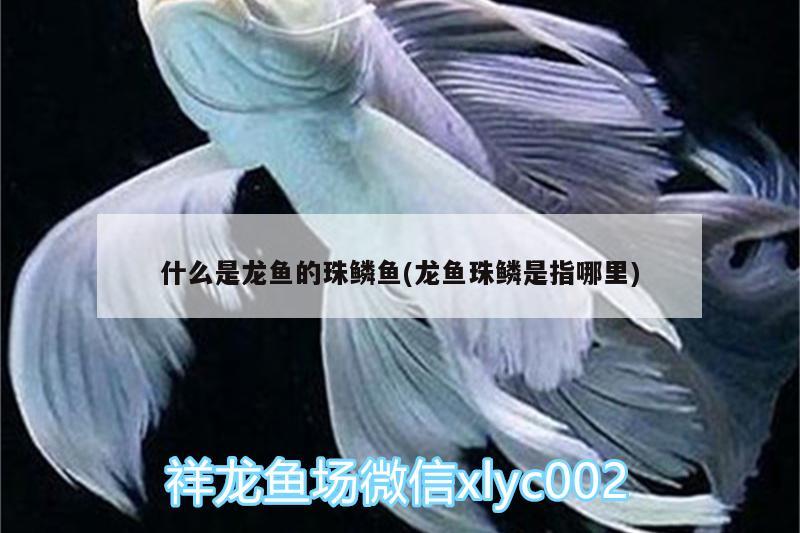 什么是龍魚的珠鱗魚(龍魚珠鱗是指哪里)