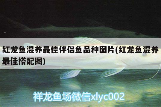 紅龍魚混養(yǎng)最佳伴侶魚品種圖片(紅龍魚混養(yǎng)最佳搭配圖) 黃金斑馬魚