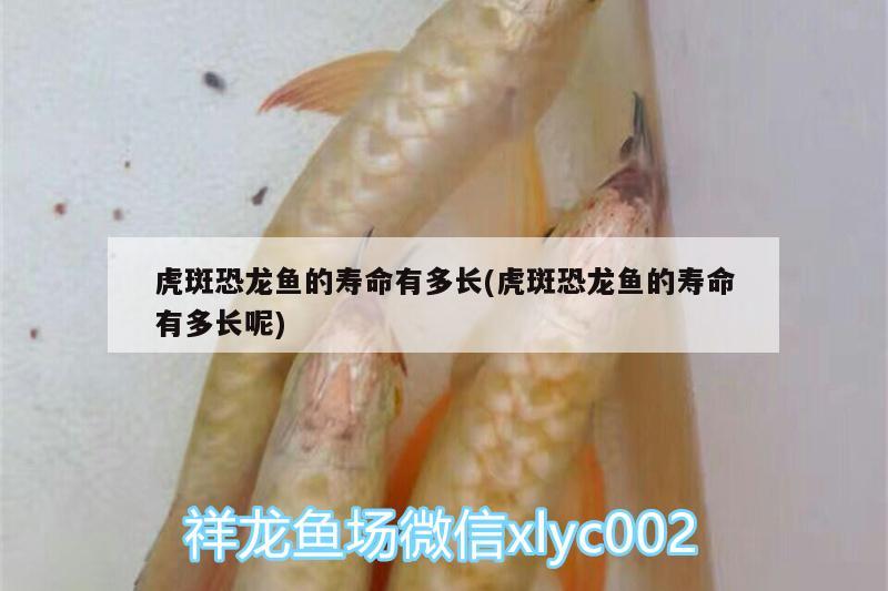 虎斑恐龍魚的壽命有多長(虎斑恐龍魚的壽命有多長呢) 虎斑恐龍魚