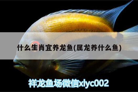 什么生肖宜養(yǎng)龍魚(屬龍養(yǎng)什么魚)