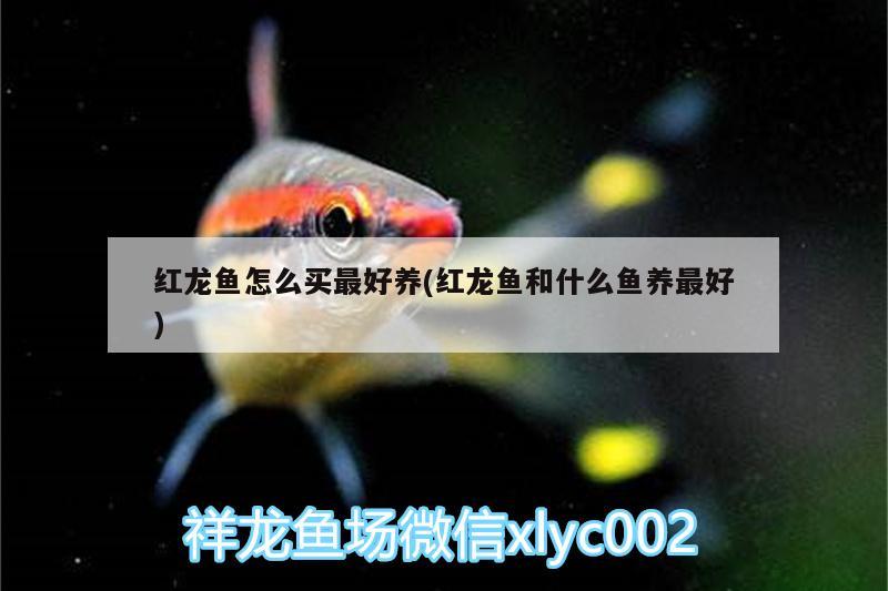 紅龍魚怎么買最好養(yǎng)(紅龍魚和什么魚養(yǎng)最好) 祥龍赫舞紅龍魚