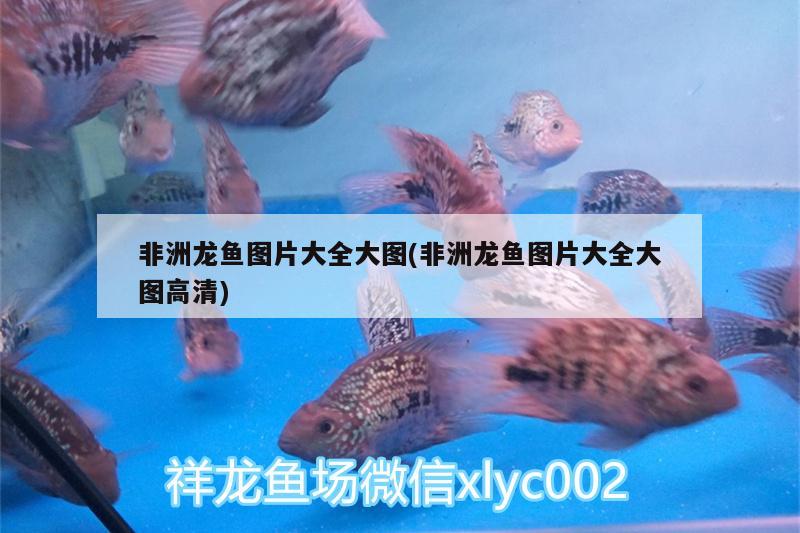 非洲龍魚圖片大全大圖(非洲龍魚圖片大全大圖高清)