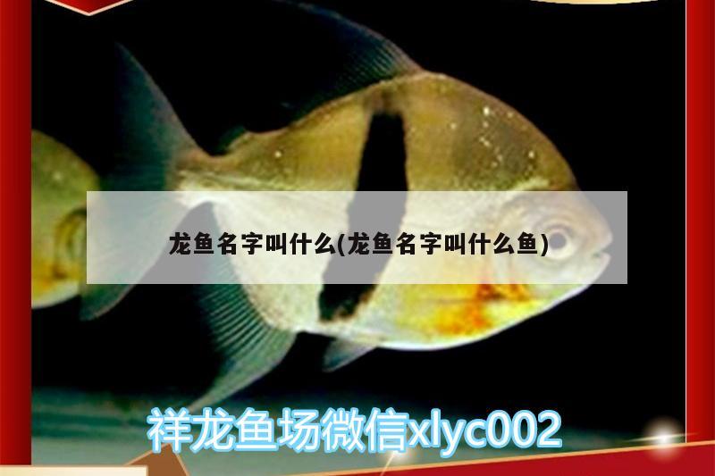 龍魚名字叫什么(龍魚名字叫什么魚) 伊巴卡魚