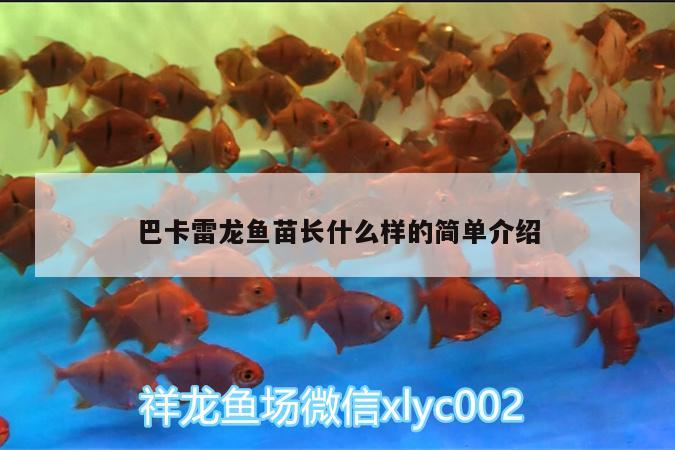 巴卡雷龍魚苗長什么樣的簡單介紹