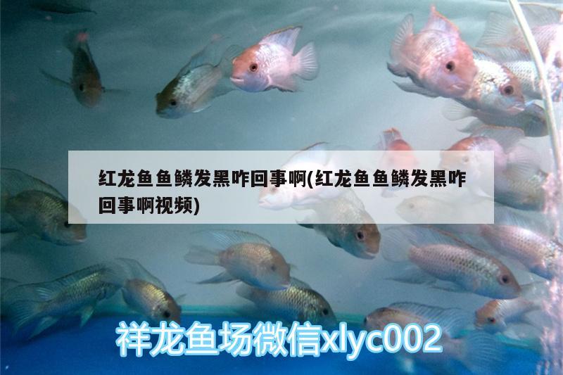 魚缸過濾器清理水垢視頻教學(xué)(魚缸過濾器怎樣清洗) 非洲象鼻魚 第1張