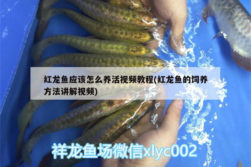 順豐寄觀賞魚：順豐寄觀賞魚要簽合同嗎 廣州水族批發(fā)市場 第2張