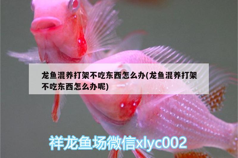 龍魚混養(yǎng)打架不吃東西怎么辦(龍魚混養(yǎng)打架不吃東西怎么辦呢)