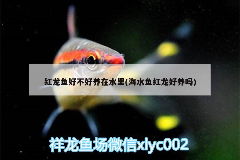 紅龍魚好不好養(yǎng)在水里(海水魚紅龍好養(yǎng)嗎)