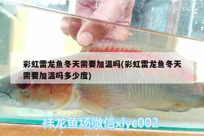 秦皇島森森魚缸銷售電話號碼查詢：秦皇島森森水族電話 短身紅龍魚