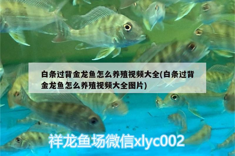 金魚缸的水發(fā)黃怎么辦：養(yǎng)金魚魚缸水發(fā)黃怎么解決? 養(yǎng)魚的好處 第2張