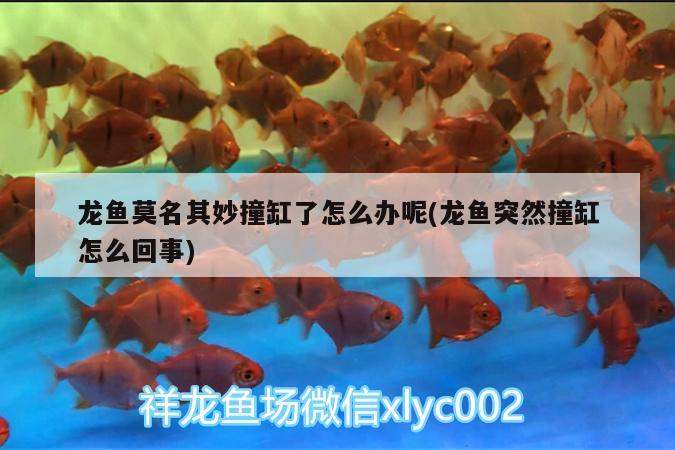 龍魚莫名其妙撞缸了怎么辦呢(龍魚突然撞缸怎么回事)