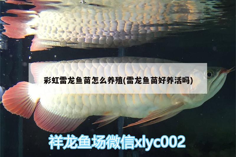 彩虹雷龍魚(yú)苗怎么養(yǎng)殖(雷龍魚(yú)苗好養(yǎng)活嗎)