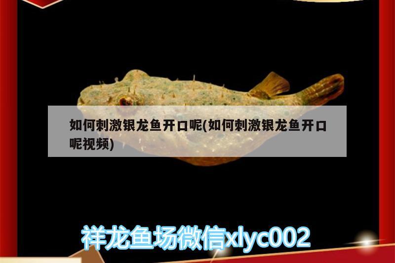 如何刺激銀龍魚開口呢(如何刺激銀龍魚開口呢視頻) 銀龍魚百科