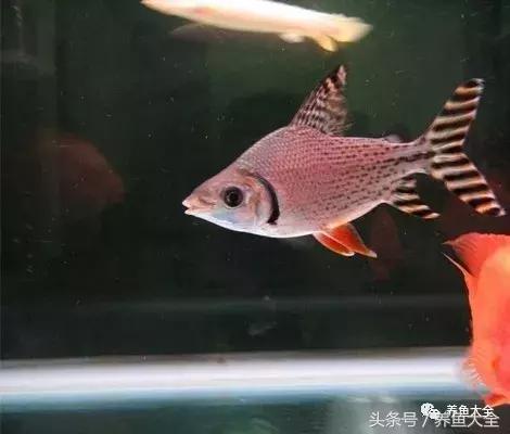 飛鳳魚(yú)(銀鳳魚(yú)的壽命最長(zhǎng)能活多少年) 飛鳳魚(yú)