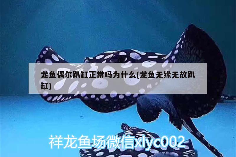 龍魚偶爾趴缸正常嗎為什么(龍魚無緣無故趴缸) 觀賞魚水族批發(fā)市場 第1張