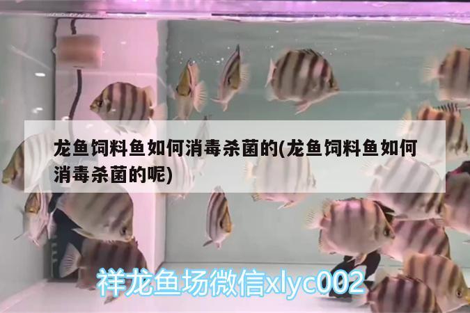 龍魚飼料魚如何消毒殺菌的(龍魚飼料魚如何消毒殺菌的呢)