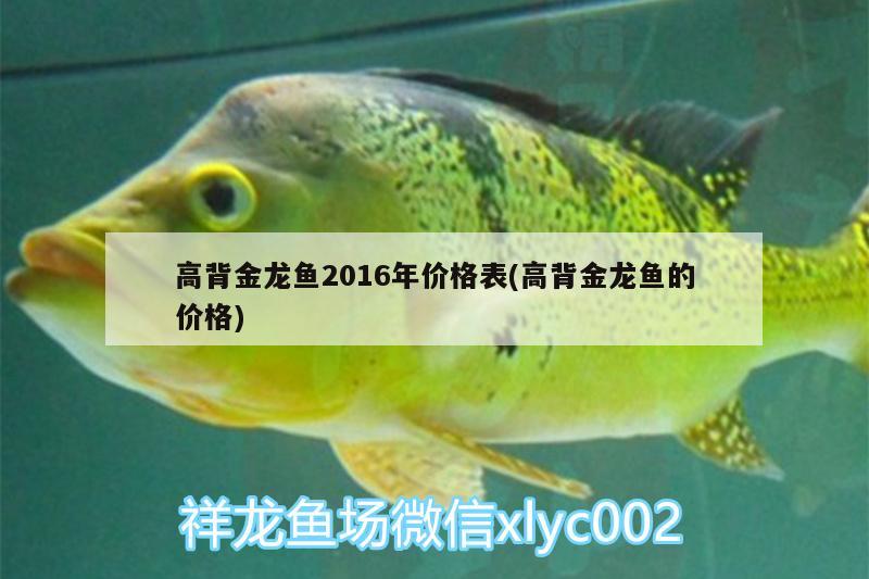 高背金龍魚2016年價格表(高背金龍魚的價格) 高背金龍魚