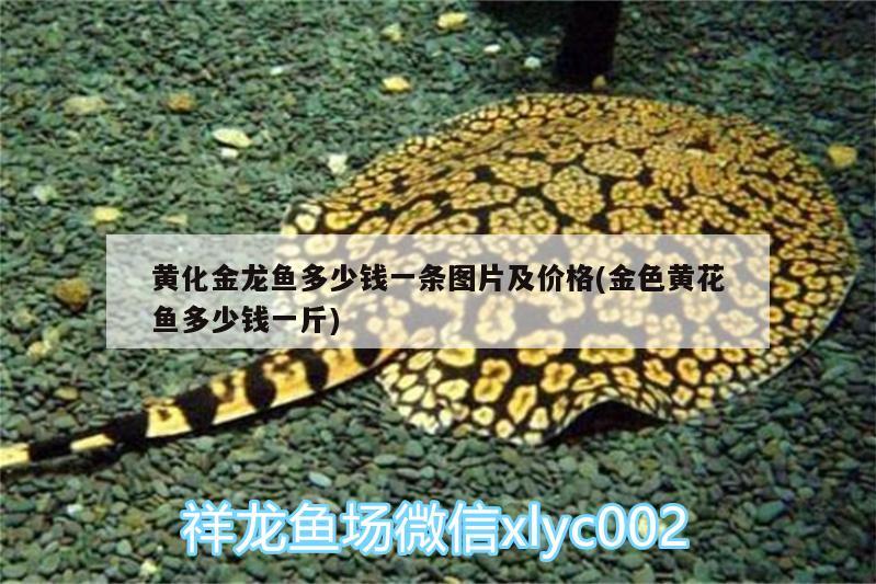 黃化金龍魚多少錢一條圖片及價(jià)格(金色黃花魚多少錢一斤) 觀賞魚水族批發(fā)市場(chǎng) 第3張