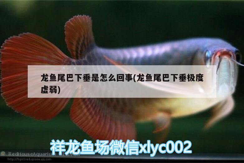 龍魚尾巴下垂是怎么回事(龍魚尾巴下垂極度虛弱)