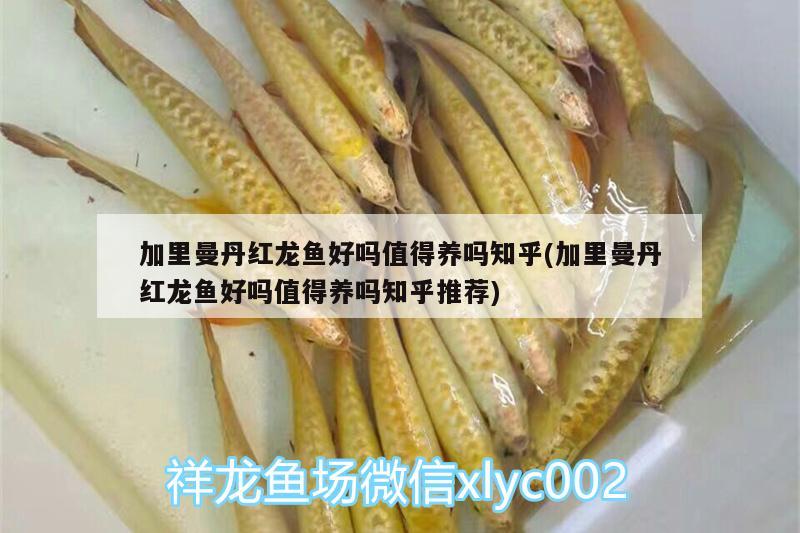 加里曼丹紅龍魚好嗎值得養(yǎng)嗎知乎(加里曼丹紅龍魚好嗎值得養(yǎng)嗎知乎推薦) 野生埃及神仙魚