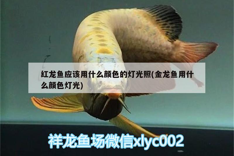 紅龍魚應該用什么顏色的燈光照(金龍魚用什么顏色燈光) 高背金龍魚