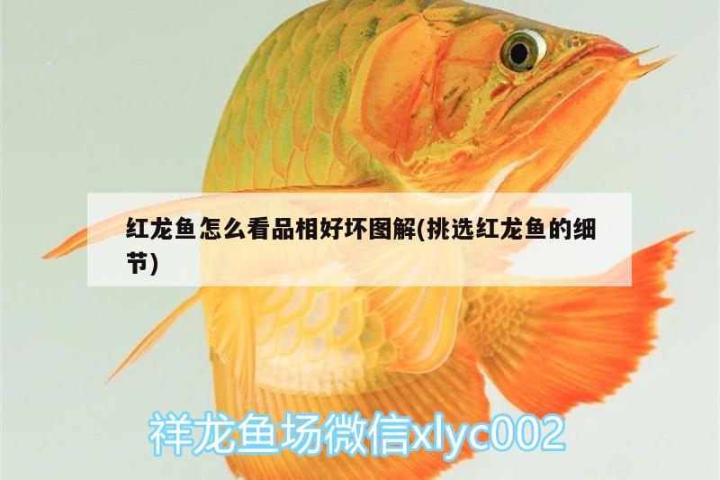 合肥龍魚(yú)交流群微信號(hào)是什么號(hào)：安徽龍魚(yú)信息科技有限公司 廣州水族批發(fā)市場(chǎng) 第2張