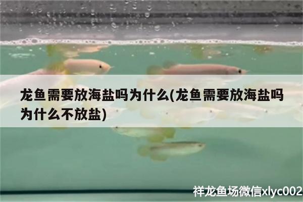 廣州龍魚批發(fā)市場電話號碼多少號(廣州賣龍魚地址) 龍魚批發(fā)