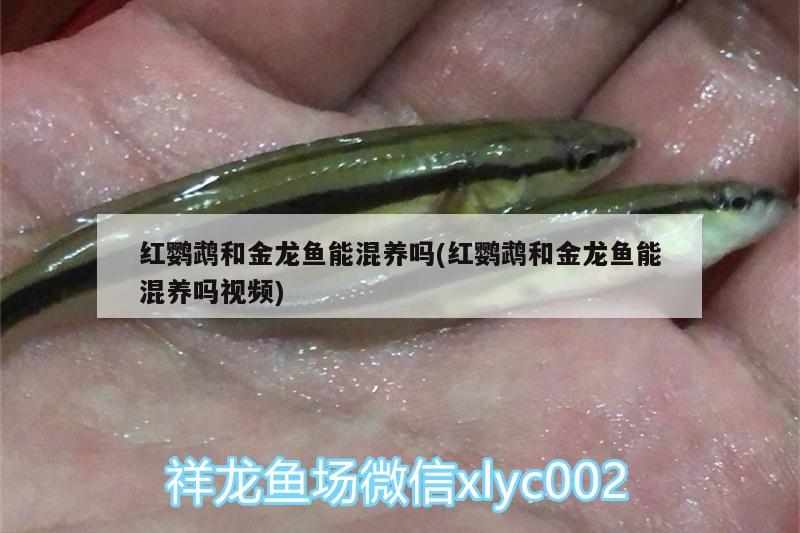 紅鸚鵡和金龍魚能混養(yǎng)嗎(紅鸚鵡和金龍魚能混養(yǎng)嗎視頻)