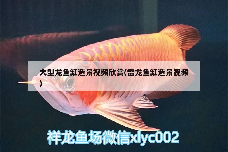 大型龍魚缸造景視頻欣賞(雷龍魚缸造景視頻) 雙線側(cè)魚