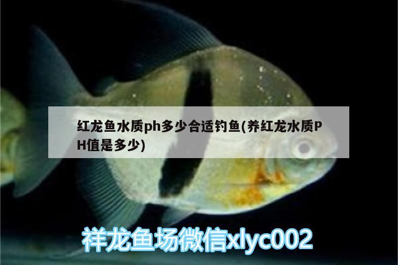 紅龍魚水質(zhì)ph多少合適釣魚(養(yǎng)紅龍水質(zhì)PH值是多少)